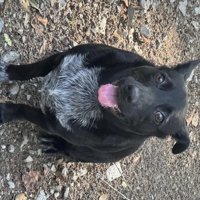 An adult medium-sized female Australian Cattle Dog / Blue Heeler dog named Smokey for adoption in Mobile, AL