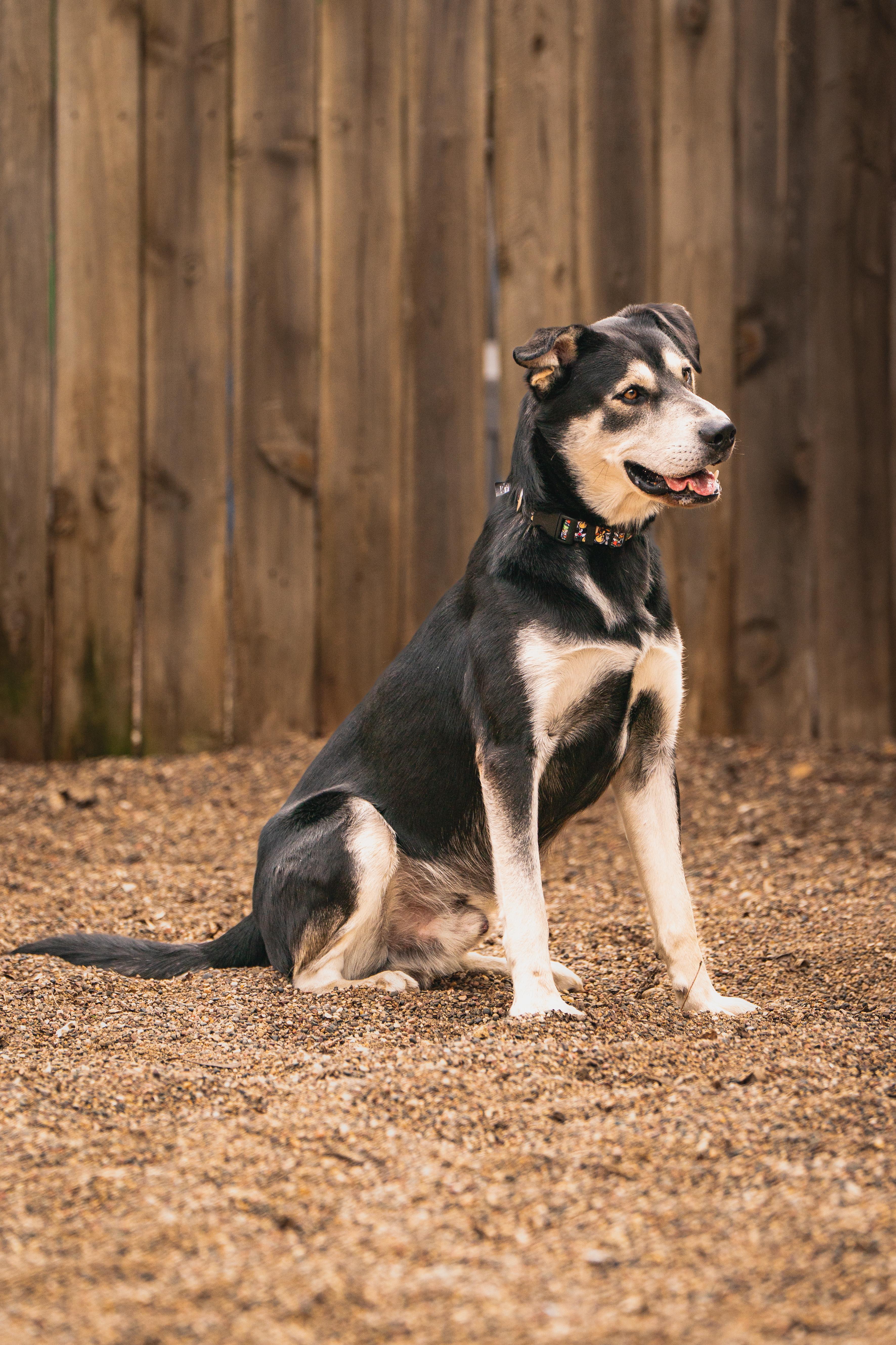 A young large-sized male Black Husky dog named Forrest for adoption in Red Wing, MN