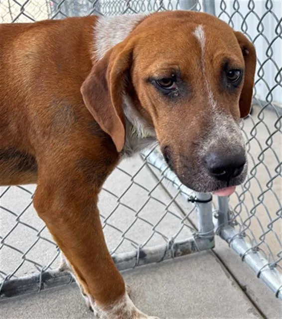 A young medium-sized male Pit Bull Terrier dog named Portobello for adoption in Bakersfield, CA
