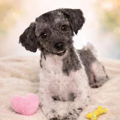 An adult small-sized female Gray / Blue / Silver Maltese dog named Midge for adoption in Tinley Park, IL