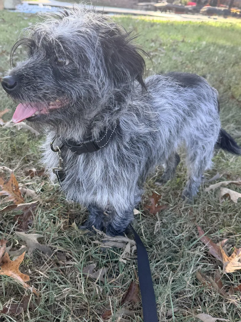 An adult small-sized male Gray / Blue / Silver Miniature Schnauzer dog named Whitt for adoption in Baker, LA