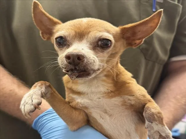 An adult small-sized male Chihuahua dog named Maalik for adoption in San Bernardino, CA