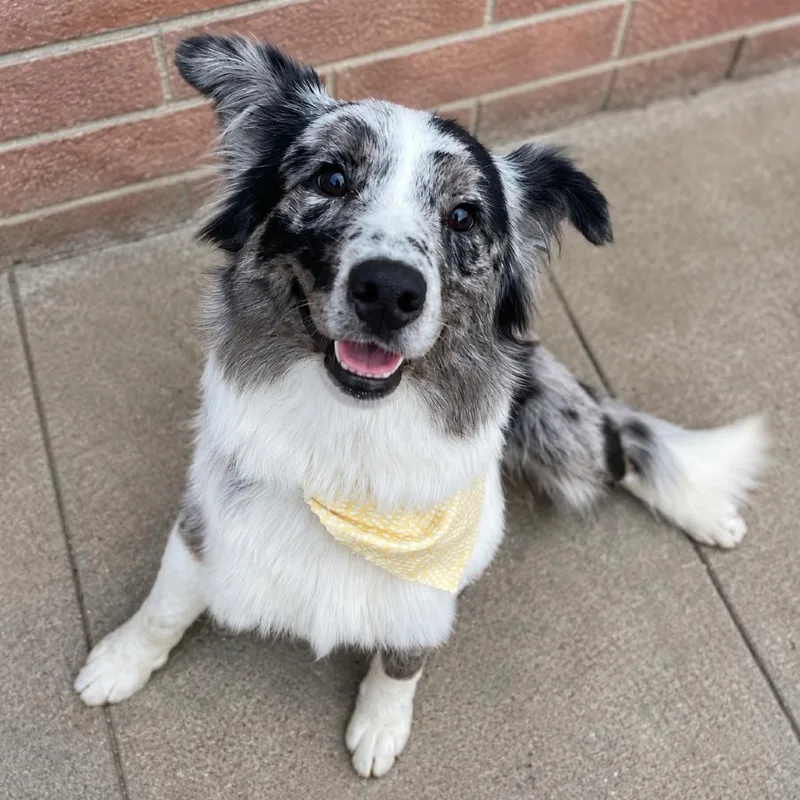 An adult medium-sized male Gray / Blue / Silver Australian Shepherd dog named Doug for adoption in Sonoma, CA