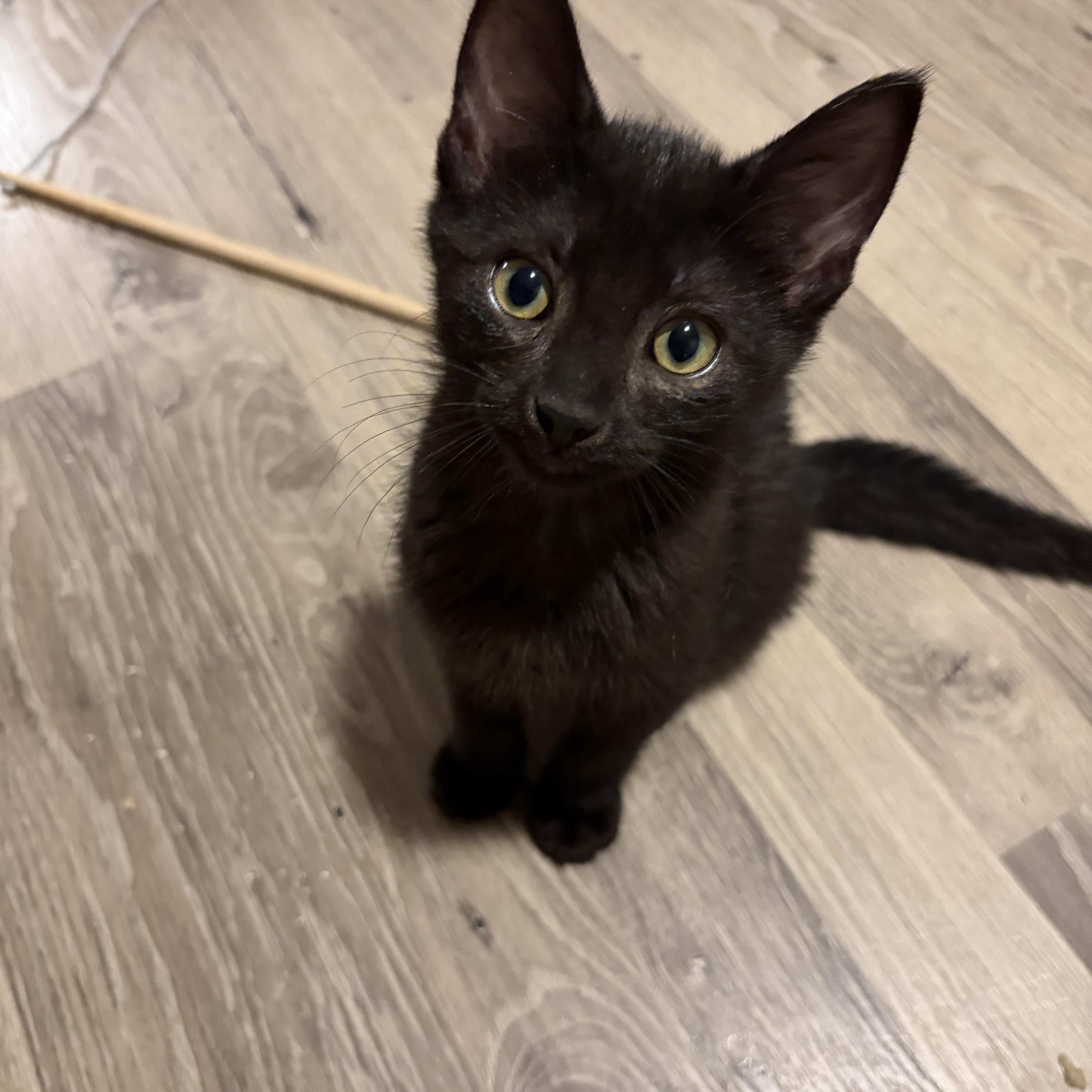 A baby medium-sized male Black Domestic Short Hair cat named Poho for adoption in Shelby Township, MI