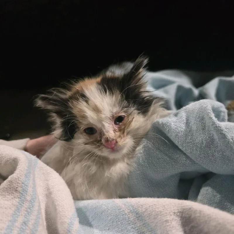 A baby small-sized female White Domestic Short Hair cat named Jacqueline for adoption in Klamath Falls, OR