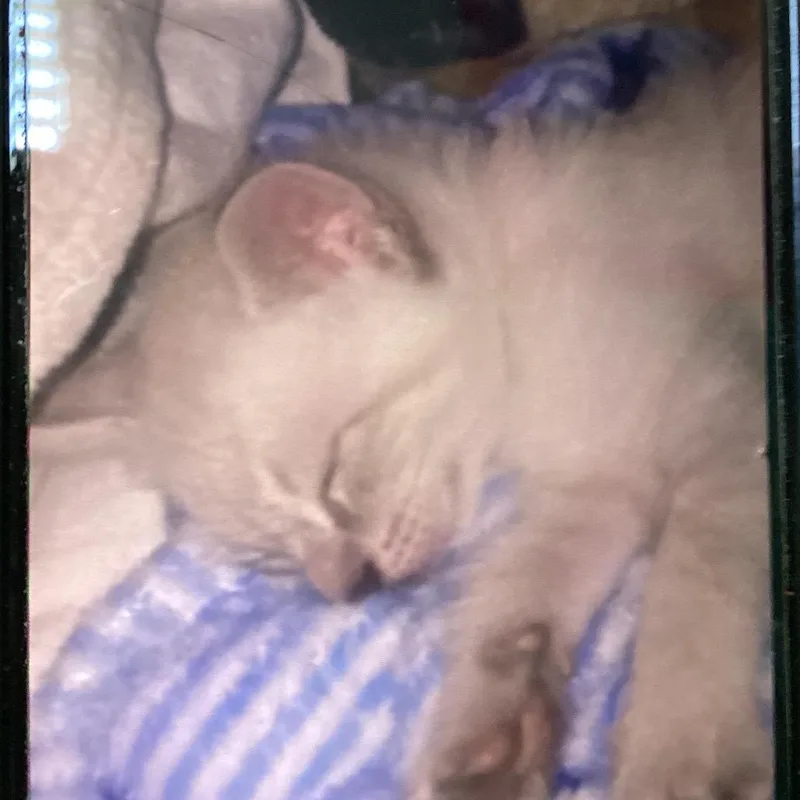 A baby small-sized male Buff / Tan / Fawn Siamese cat named Hummer for adoption in New Orleans, LA