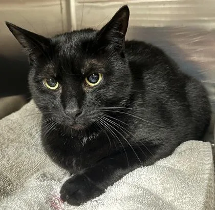 An adult small-sized male Domestic Short Hair cat named Vader for adoption in Phoenix, AZ