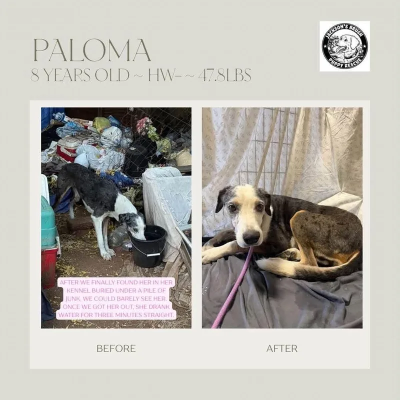 Paloma