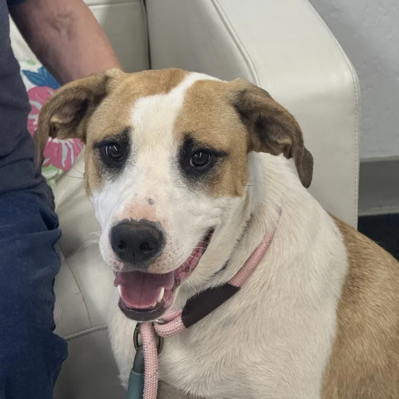 A young medium-sized male White / Cream Border Collie dog named Opie for adoption in Sonora, CA