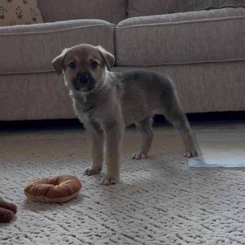 A baby large-sized female Black Shepherd dog named Snickerdoodle for adoption in Fort Worth, TX