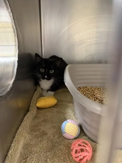 A young medium-sized male Domestic Short Hair cat named Banjo for adoption in Longmont, CO
