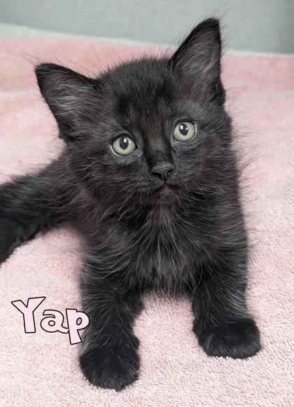 Yap