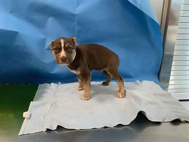 A baby small-sized male Pit Bull Terrier dog named Fudge for adoption in Lancaster, CA