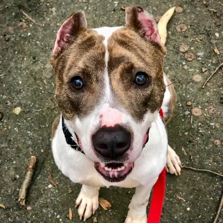 A senior large-sized female Gray / Blue / Silver Pit Bull Terrier dog named Nala Ray for adoption in Baltimore, MD