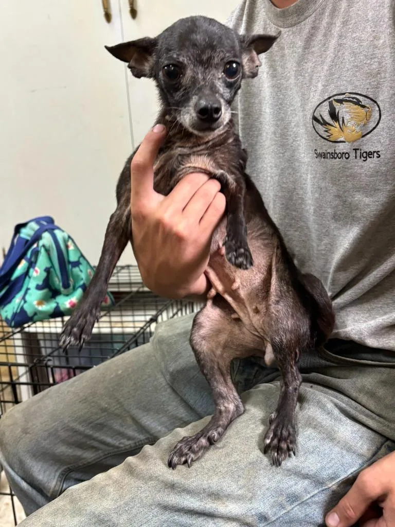 An adult medium-sized female Chihuahua dog named Fiesty for adoption in Swainsboro, GA