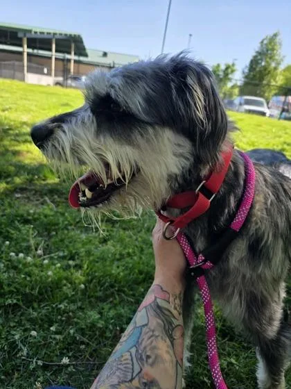 An adult medium-sized male Merle (Blue) Terrier dog named Echy for adoption in Springfield, MO