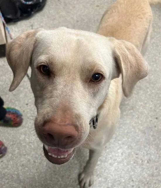 An adult large-sized male Labrador Retriever dog named Mallard for adoption in Lodi, CA