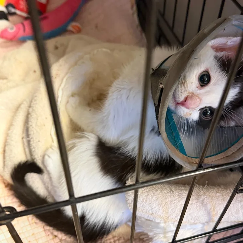 A baby small-sized male White Domestic Short Hair cat named Duke Arthur for adoption in Tempe, AZ