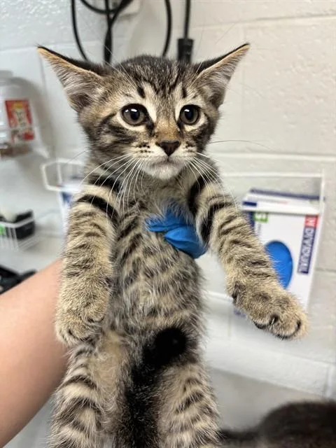 A baby small-sized male Domestic Short Hair cat named Cantaloupe for adoption in Oklahoma City, OK