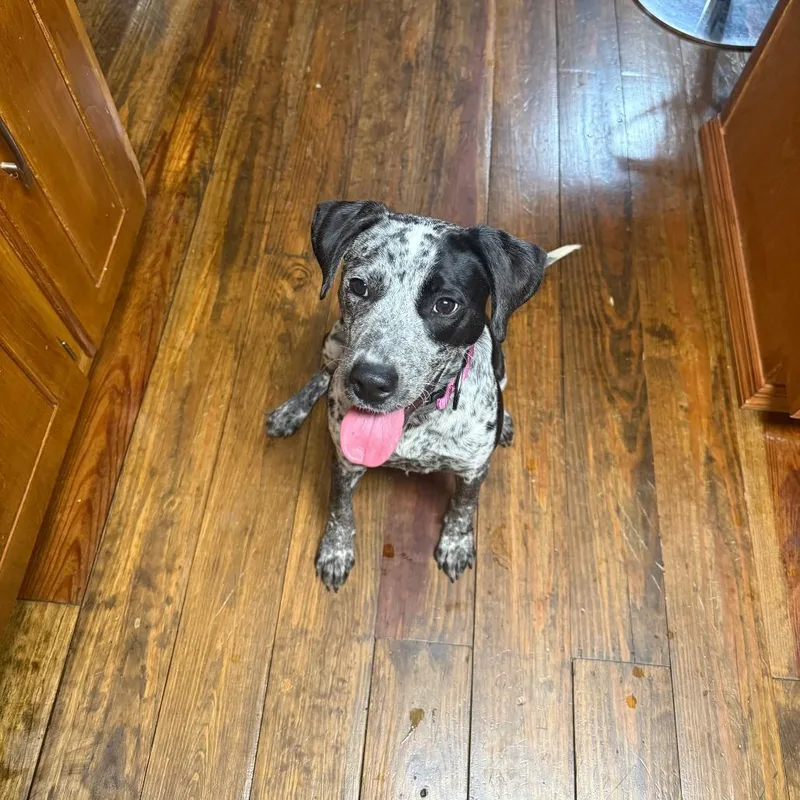 An adult small-sized female Black Australian Cattle Dog / Blue Heeler dog named Courtesy Listing  Possum for adoption in Tuscaloosa, AL