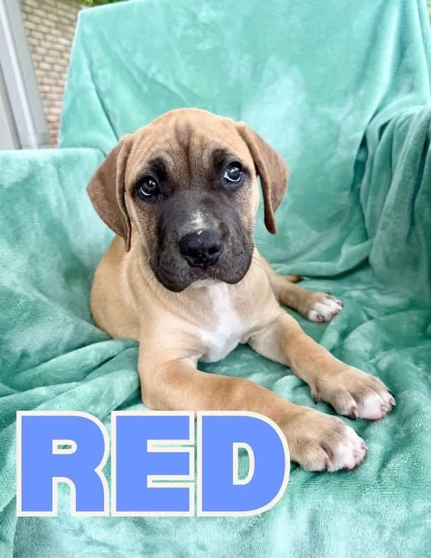 A baby large-sized male Pit Bull Terrier dog named Red for adoption in Shalimar, FL