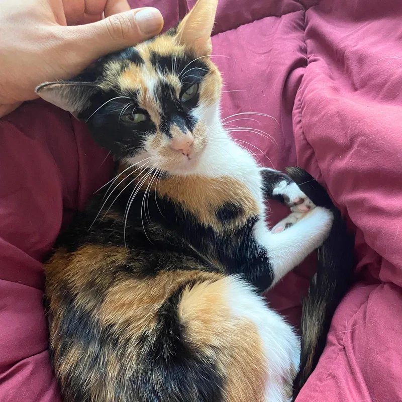 An adult medium-sized female Domestic Short Hair cat named Tarte for adoption in Brooklyn, NY