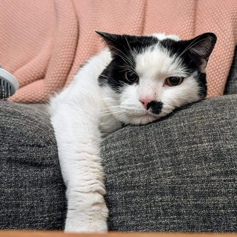 Mcflurry thumbnail 2