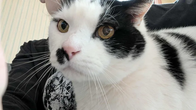 Mcflurry thumbnail 4