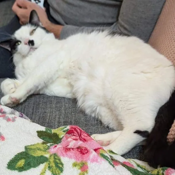 Mcflurry thumbnail 5