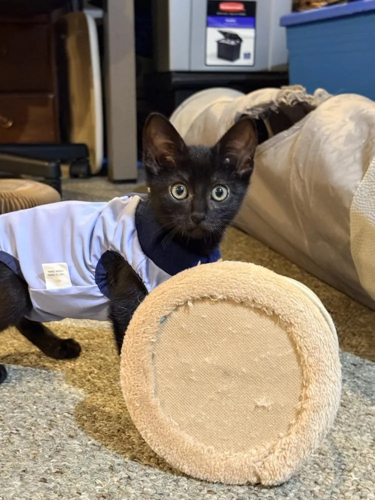 A baby small-sized female Black Domestic Short Hair cat named Christina for adoption in Hudson, NH