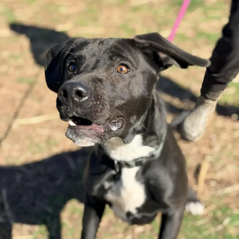 An adult medium-sized male Black Mixed Breed dog named Aries for adoption in Huntington, WV