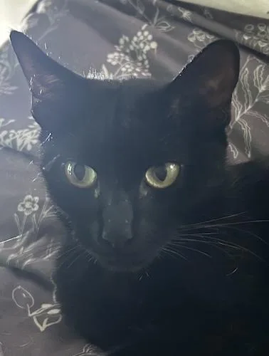 A young medium-sized female Black Domestic Short Hair cat named Tallie for adoption in North Highlands, CA