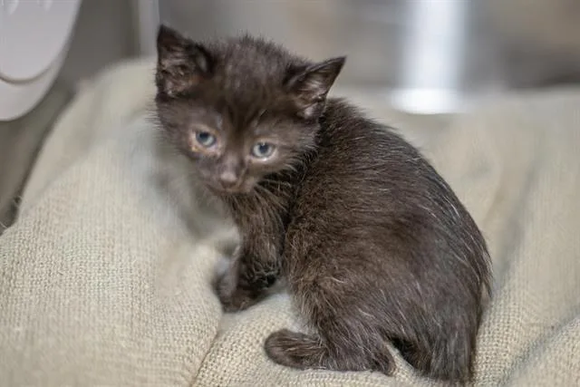 A baby small-sized female Domestic Short Hair cat named Lea for adoption in Charlotte, NC