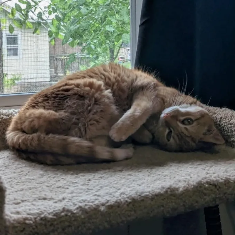A senior medium-sized female Orange / Red Domestic Short Hair cat named Pheebs for adoption in Inver Grove Heights, MN