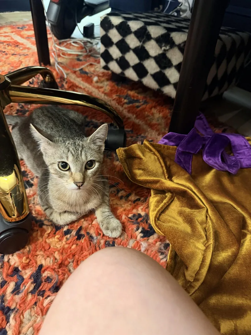 A baby medium-sized female Domestic Short Hair cat named Faith for adoption in Brooklyn, NY