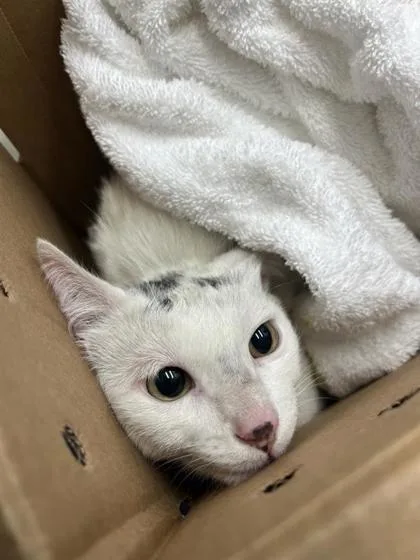 A young medium-sized male Domestic Short Hair cat named Tommy Working Cat for adoption in Seattle, WA