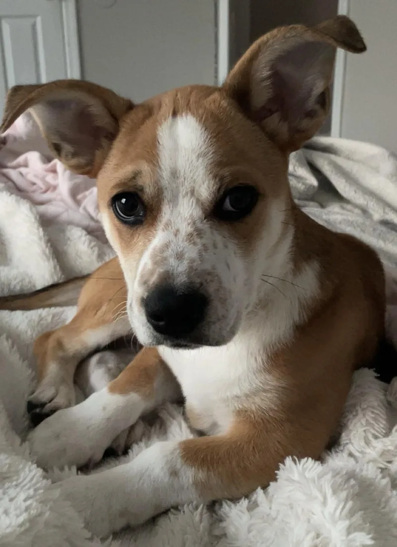 A young small-sized male Bicolor Cardigan Welsh Corgi dog named Bear for adoption in Maiden, NC