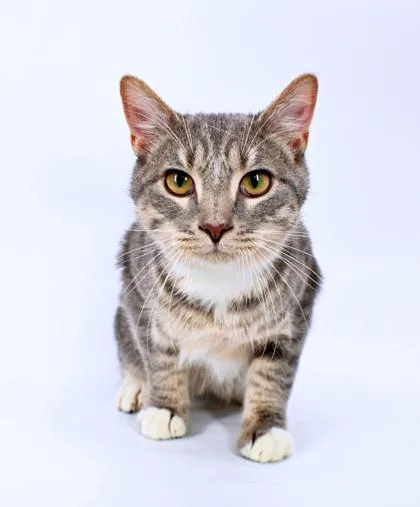 A baby small-sized male Domestic Short Hair cat named Shaggy for adoption in Morton Grove, IL