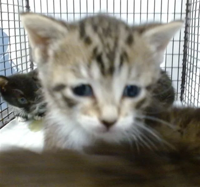 A baby small-sized female Domestic Short Hair cat named Zippy for adoption in Miami, FL