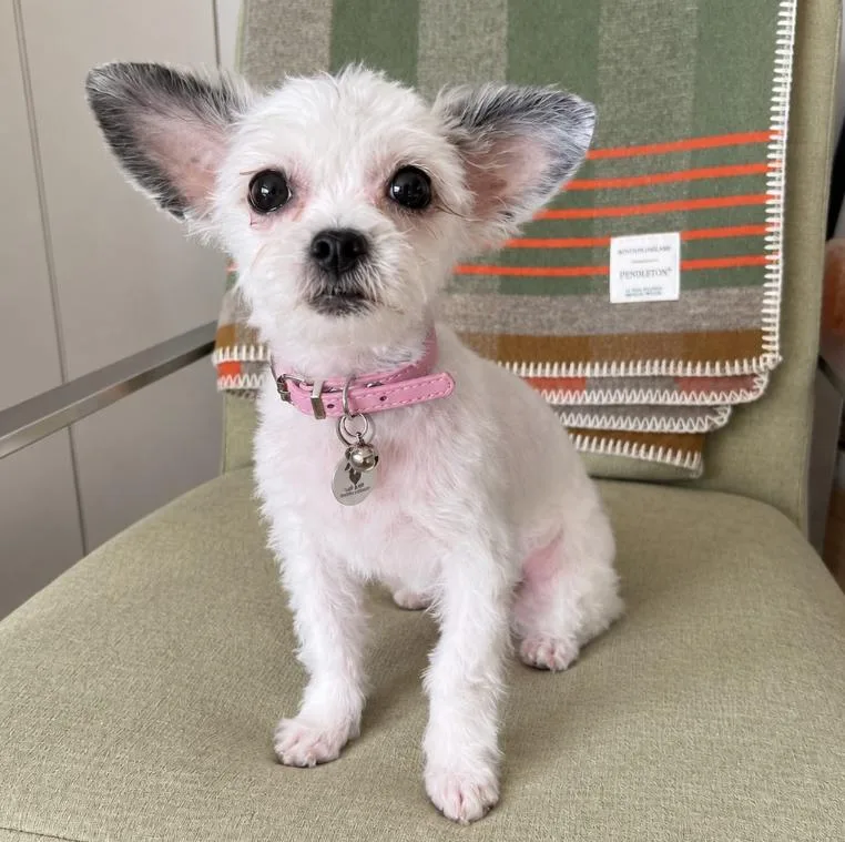 A young small-sized female Chihuahua dog named Lumi for adoption in Mead, CO
