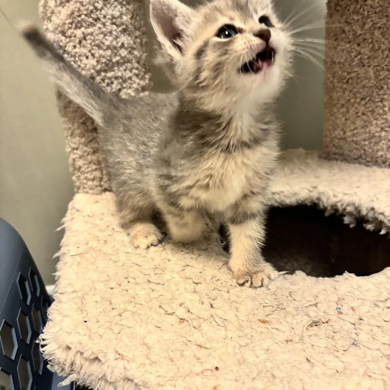A baby medium-sized female Tabby (Gray / Blue / Silver) Domestic Short Hair cat named Daphne for adoption in Minneapolis, MN