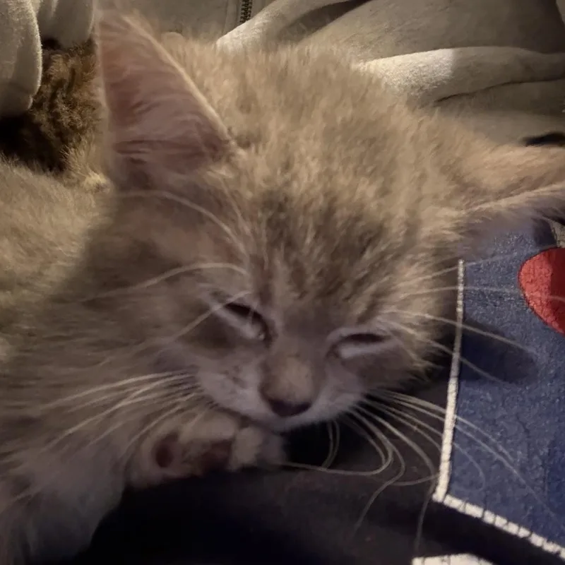 Daphne thumbnail 2