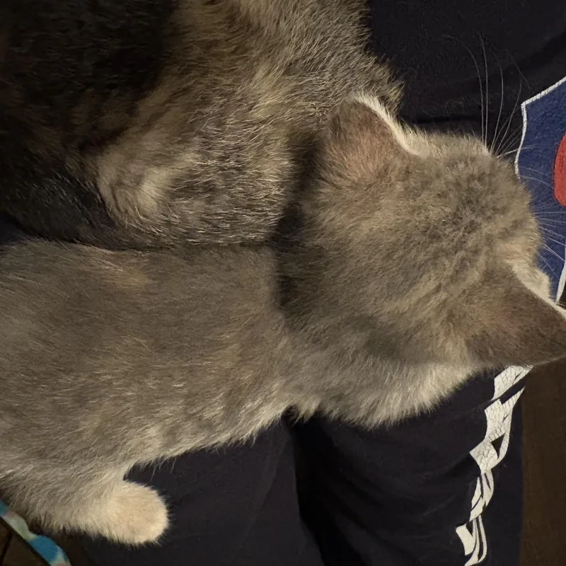 Daphne thumbnail 3