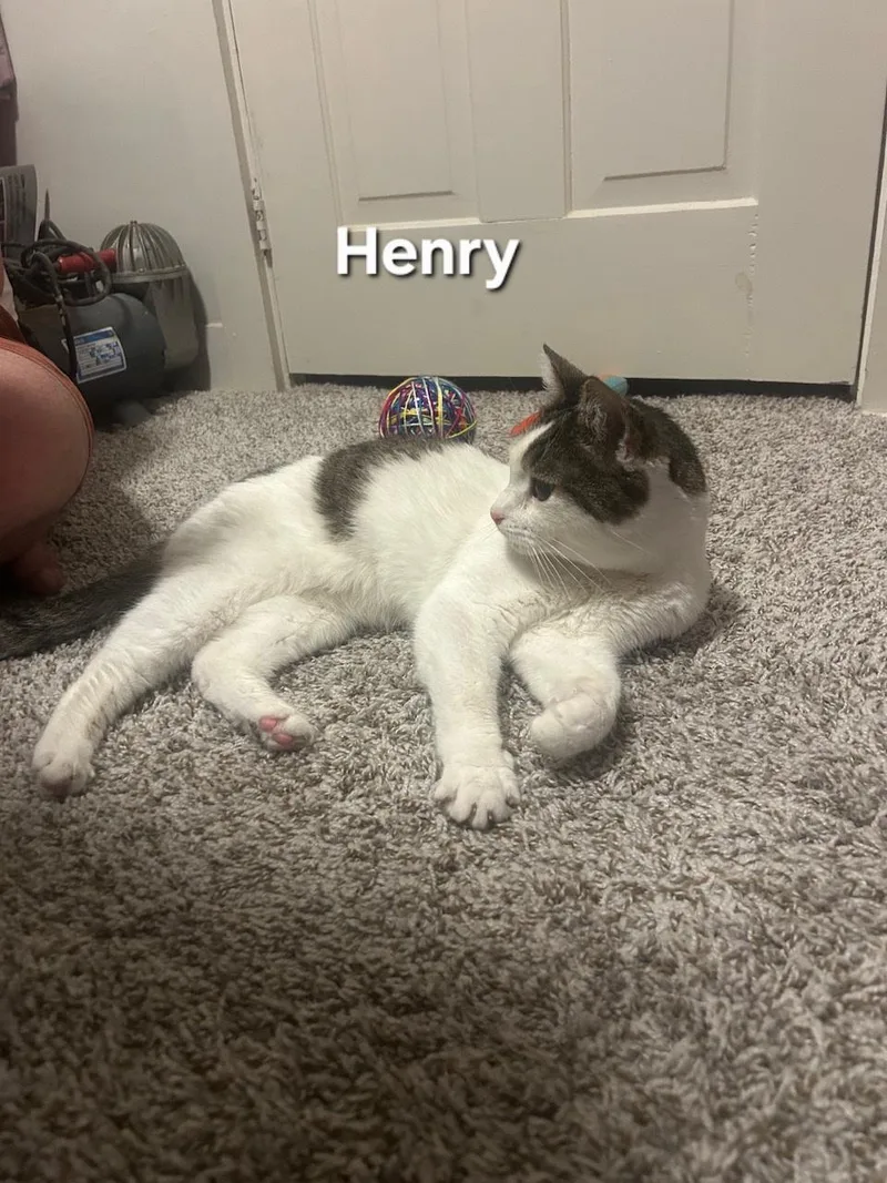 An adult medium-sized male Tabby (Brown / Chocolate) Domestic Short Hair cat named Henry for adoption in Temple, PA