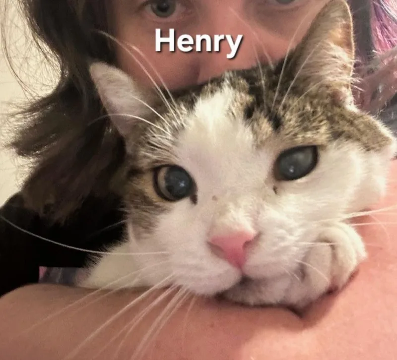 Henry thumbnail 2