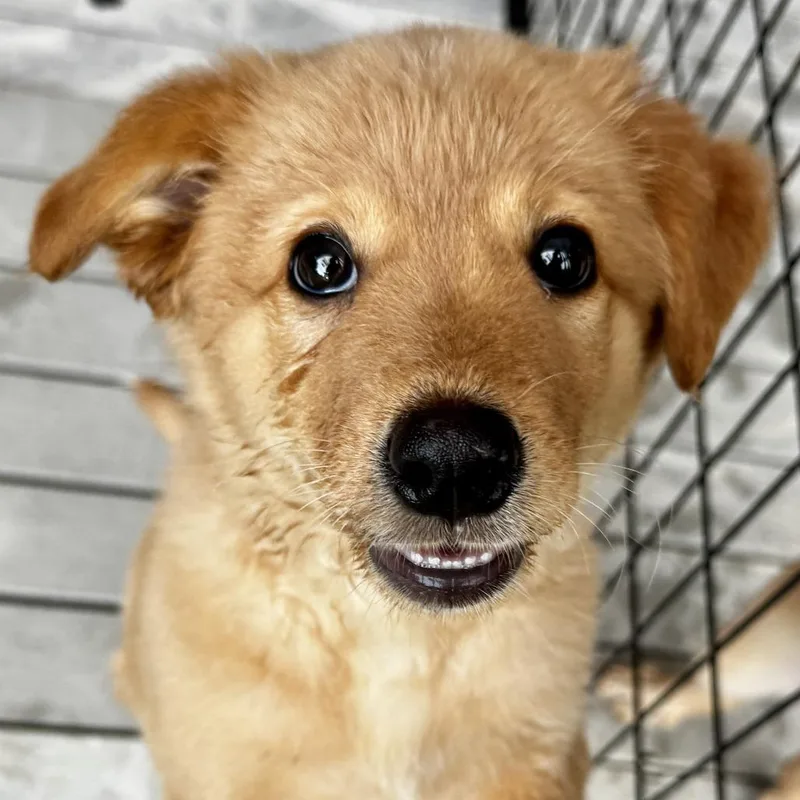 A baby medium-sized female Golden Mixed Breed dog named Evie for adoption in Bradenton, FL