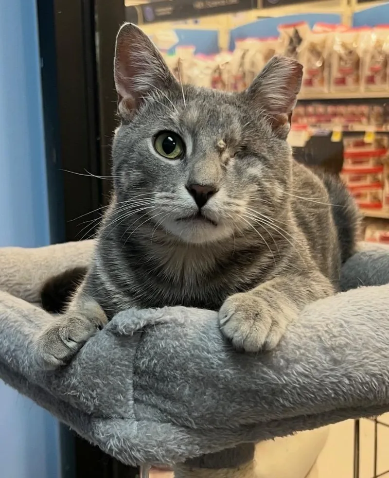 A young large-sized male Domestic Short Hair cat named Don Juan for adoption in Ewing, NJ