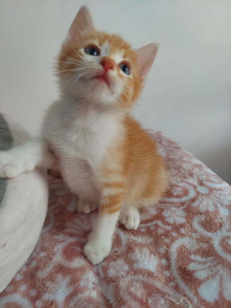 A baby small-sized male Domestic Short Hair cat named Kipling for adoption in Davidson, NC