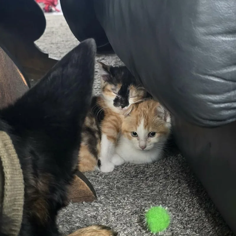 A baby medium-sized female Calico cat named Malibu for adoption in China Township, MI