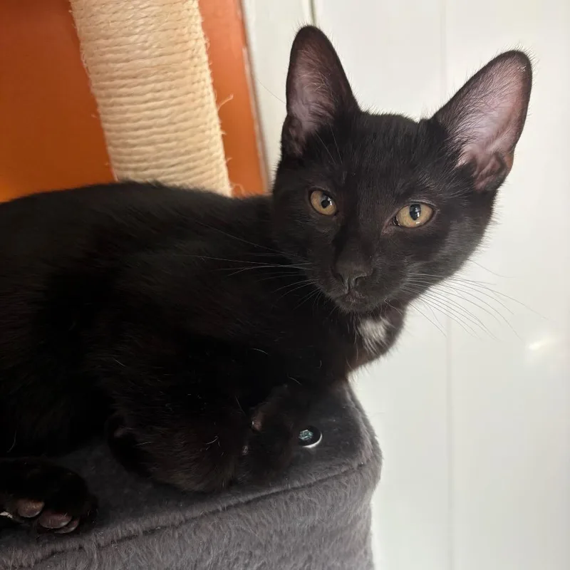 A baby medium-sized male Black Domestic Short Hair cat named Jameson for adoption in Springfield, OR
